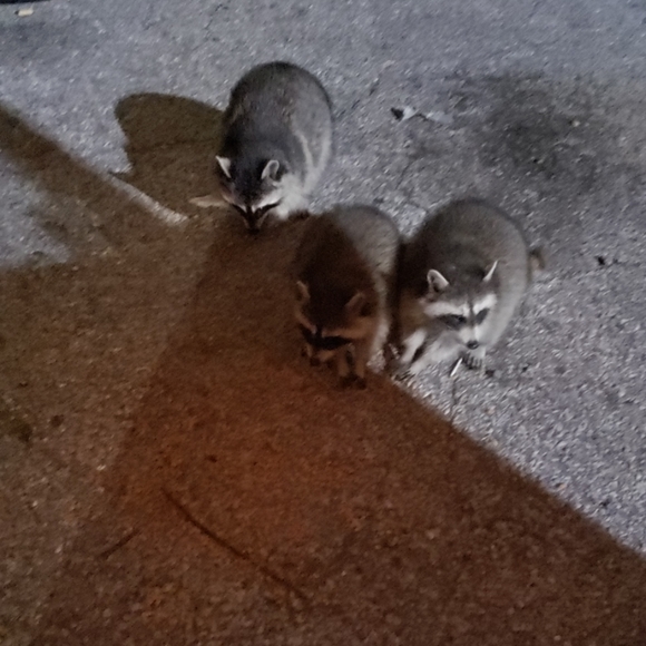 Meet your Posher, Deezo - Picture 8 of 16